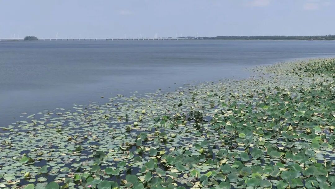  安宜镇渔场：宝应湖畔藏“渔”梦 水上田园好风光