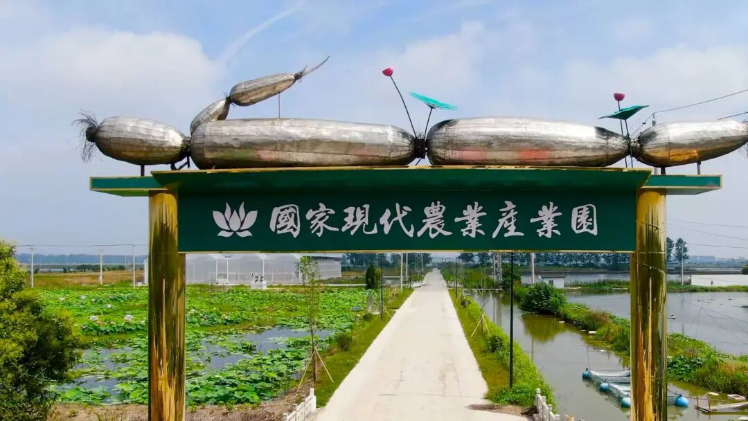 从“种得好”到“上档次” 宝应荷藕提质生金