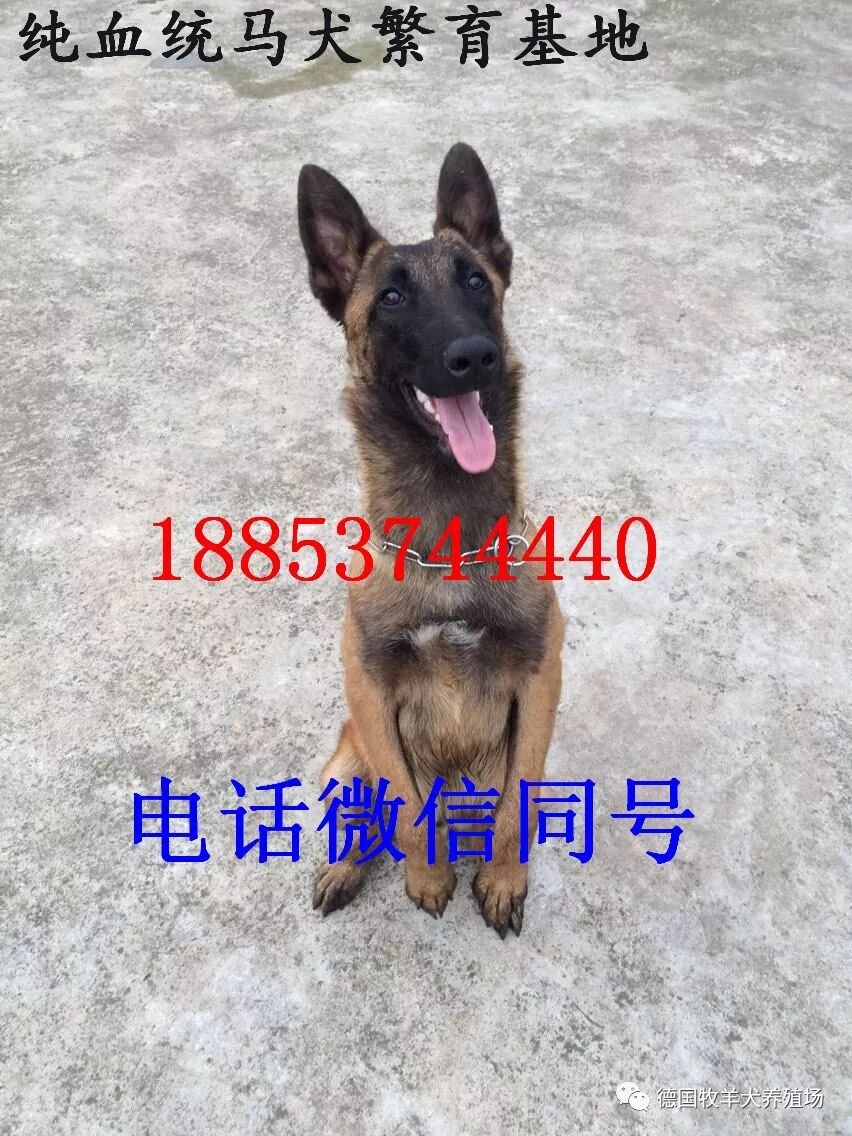 马里努阿犬价格马林诺斯犬怎么样 德国牧羊犬养殖场 微信公众号文章阅读 Wemp
