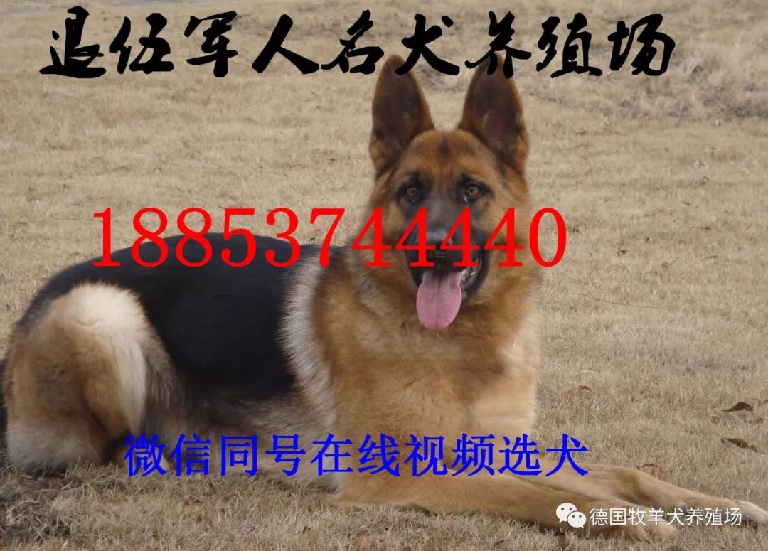 马里努阿犬价格马林诺斯犬怎么样 德国牧羊犬养殖场 微信公众号文章阅读 Wemp