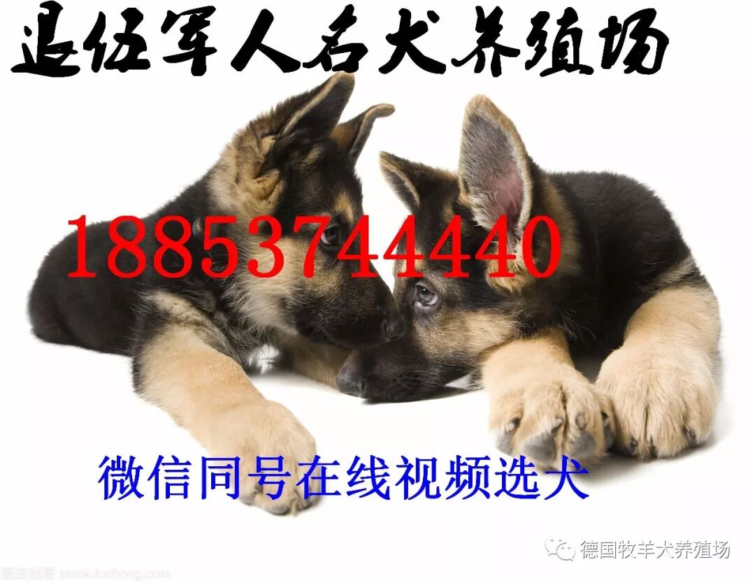 拉布拉多犬多少钱一只纯种小七犬价格 德国牧羊犬养殖场 微信公众号文章阅读 Wemp