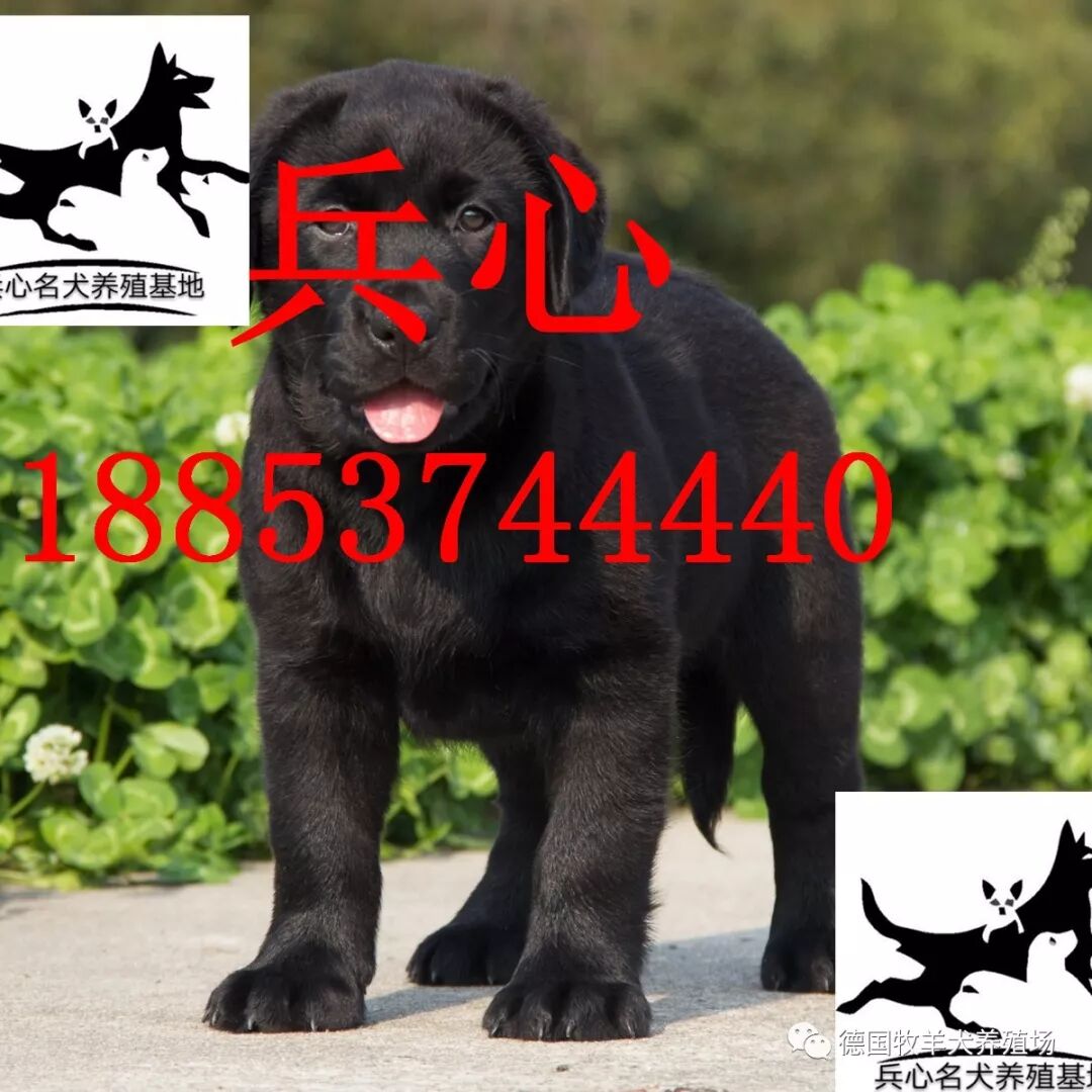 德牧犬价格德国牧羊犬多少钱 德国牧羊犬养殖场 微信公众号文章阅读 Wemp
