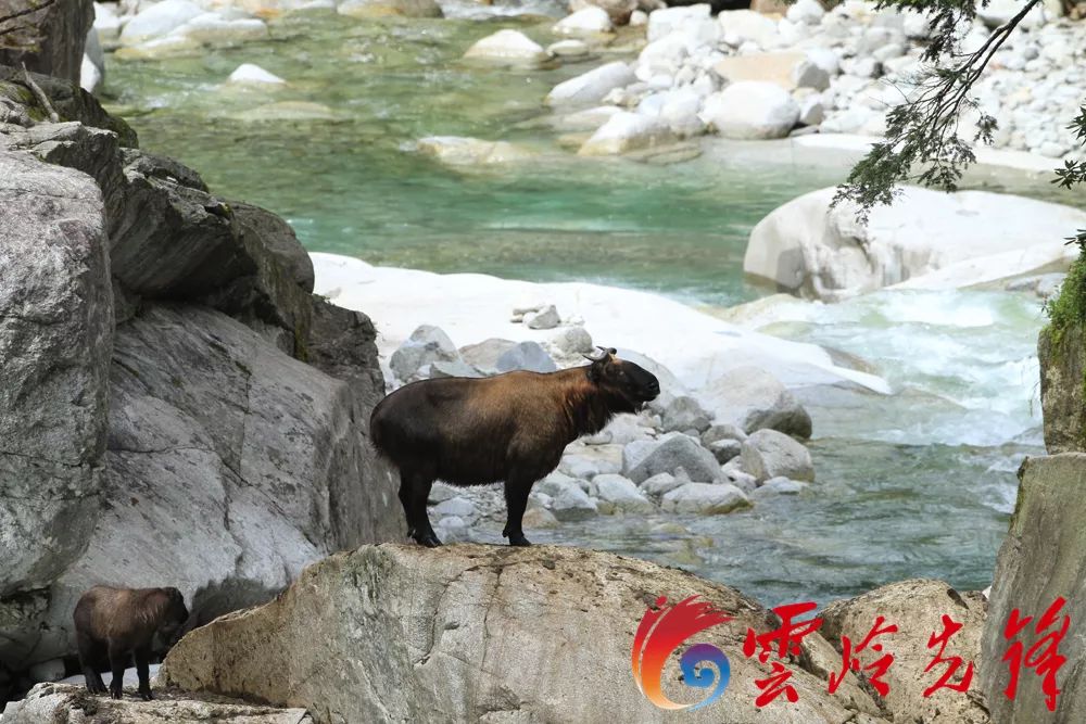 最長、最奇、最有特色！走進獨龍江，探訪「三江並流」的神奇秘境 旅遊 第19張