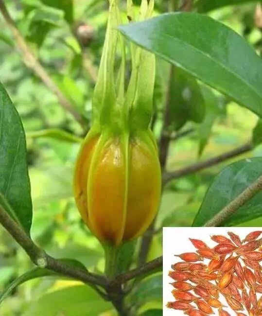 一味神奇的中草药：黄栀子的功效和作用