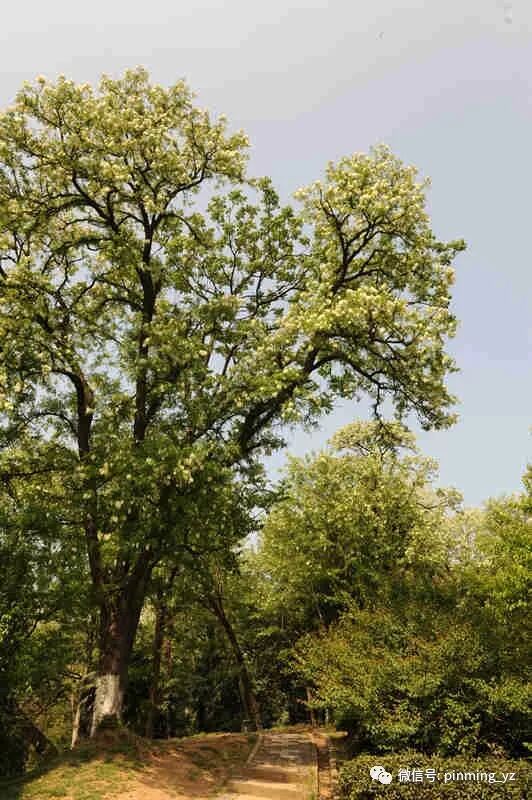 国槐与洋槐树的区别_洋槐树与国槐_洋槐与国槐的区别