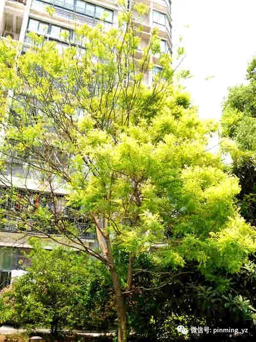 洋槐树与国槐_洋槐与国槐的区别_国槐与洋槐树的区别