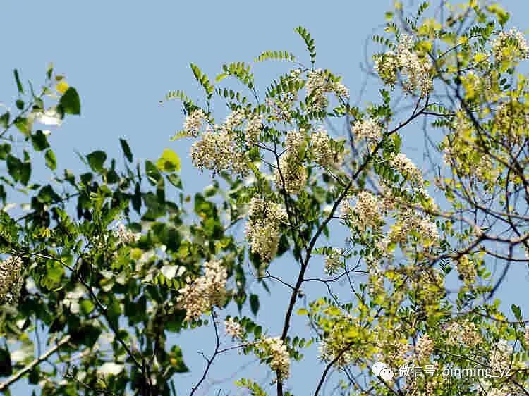 国槐与洋槐树的区别 品茗图文｜槐花　洋槐树　老槐树