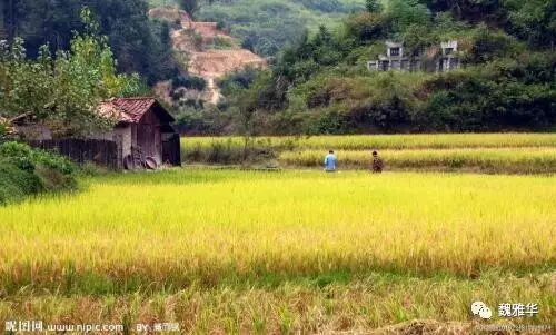 基尼系数警戒线_人均耕地警戒线