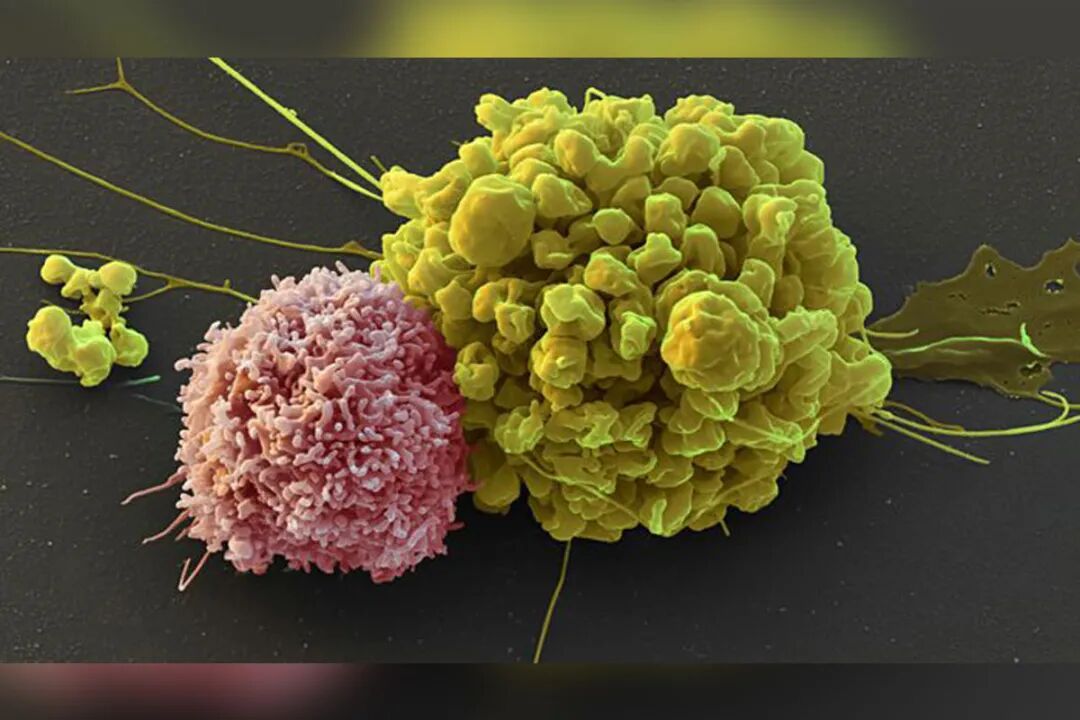 免疫细胞之王-nk细胞 - 北广再生医学科技(广东)有限公司