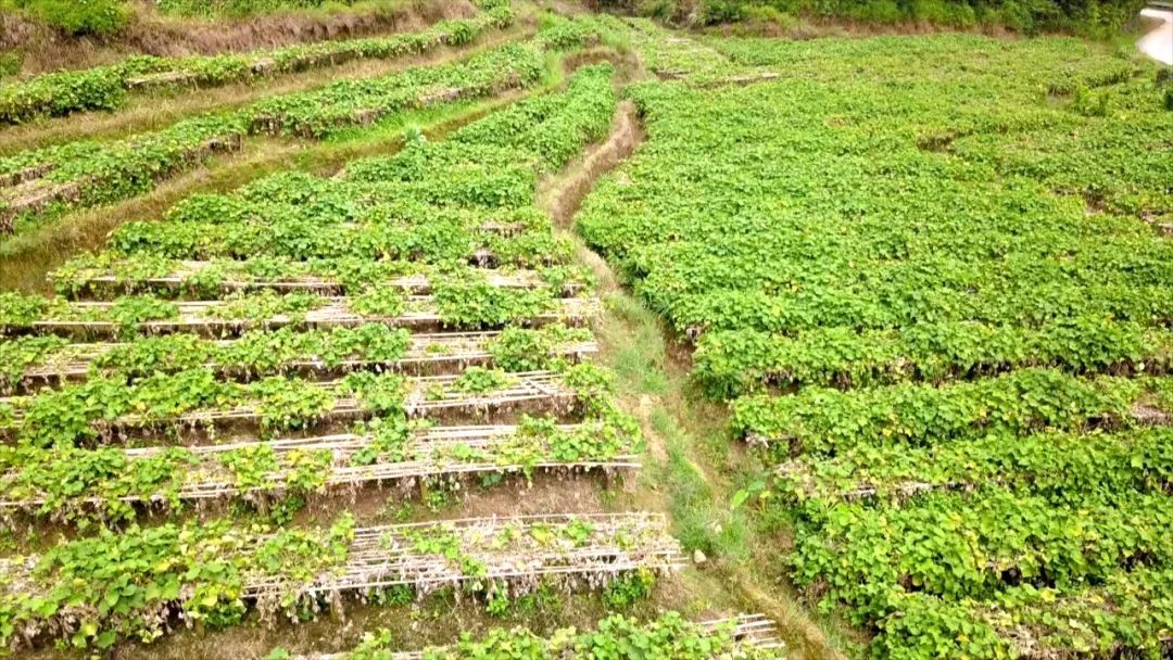 花红柳绿的季节,记者来到江屯镇新坑村委会的龙须菜种植地,入眼到处是