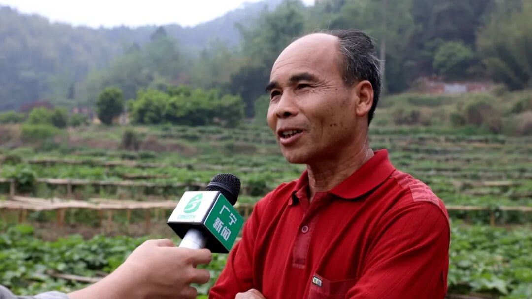 江屯龙须菜陆续上市 菜农喜上眉梢-肇庆市广宁县人民政府网站