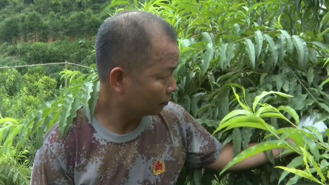 冯宝成退伍不褪色致力发展鹰嘴桃产业助农增收致富