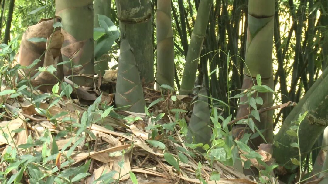 洲仔镇麻竹笋产业持续助力乡村振兴大发展