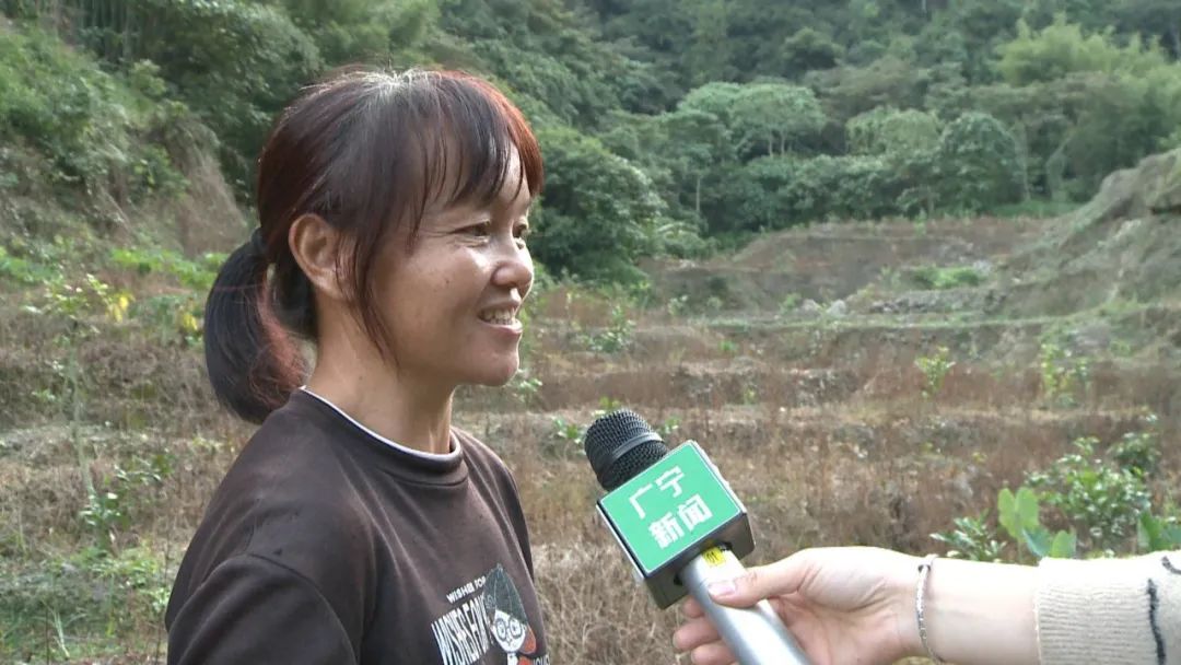 在排沙鎮木源村檸檬種植扶貧產業示範基地,深綠的檸檬樹一排排井然有