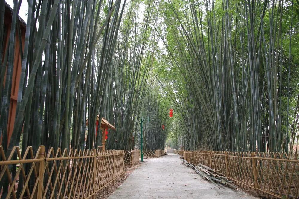 竹海大观升级打造国家aaaa级旅游景区又有新进展