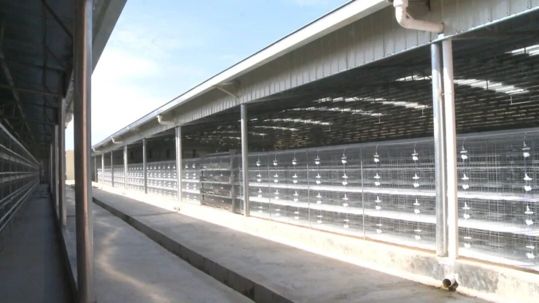 优质电力助推省级特色产业现代农业产业园肉鸽养殖基地投产