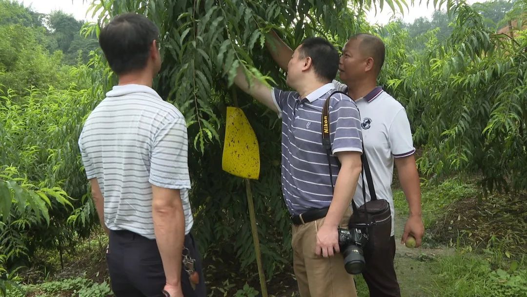 省农科院专家廖永林教授走进广宁县横山镇大信桃源农场,实地考察农场