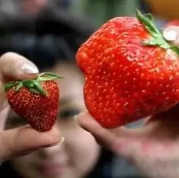 草莓扎堆上市 江阴人这5种草莓不要买