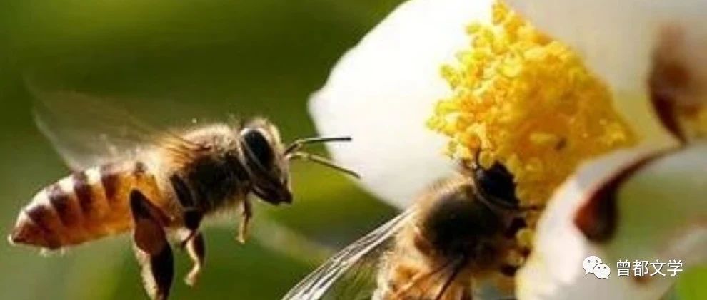 “关爱蜜蜂，保护生态” 征文八//小龙女:蜜蜂，情系一生