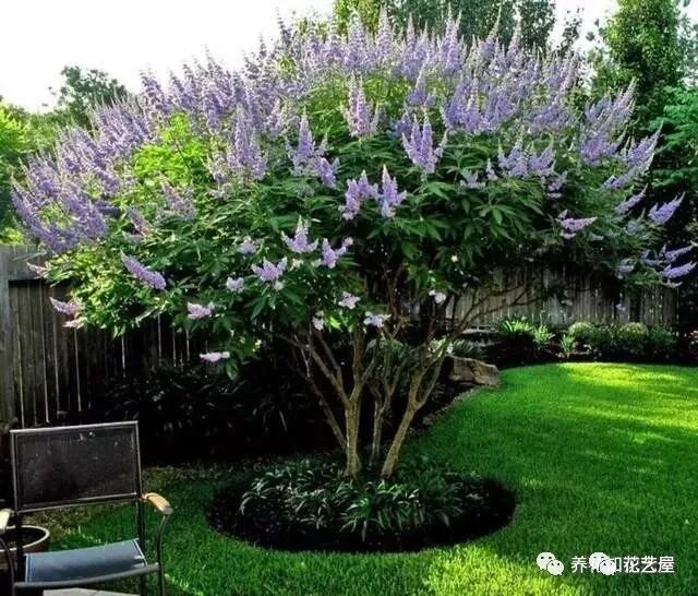 南方花友可选择的最全植物清单 请查收 花艺屋 微信公众号文章阅读 Wemp