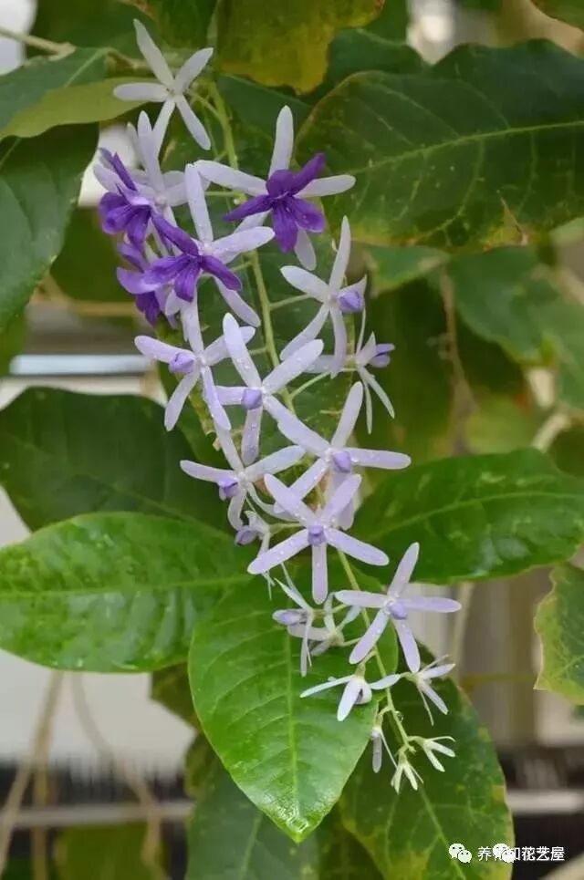 南方花友可选择的最全植物清单 请查收 花艺屋 微信公众号文章阅读 Wemp