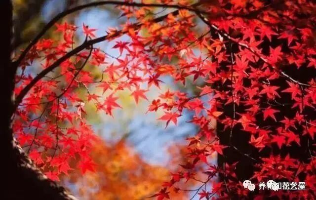 南方花友可选择的最全植物清单 请查收 花艺屋 微信公众号文章阅读 Wemp