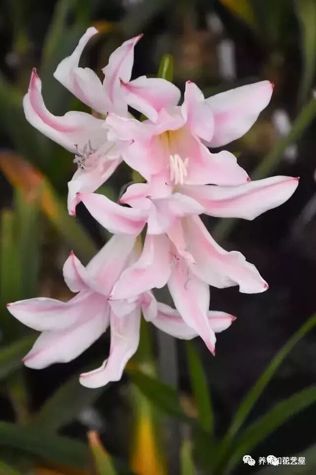 南方花友可选择的最全植物清单 请查收 花艺屋 微信公众号文章阅读 Wemp