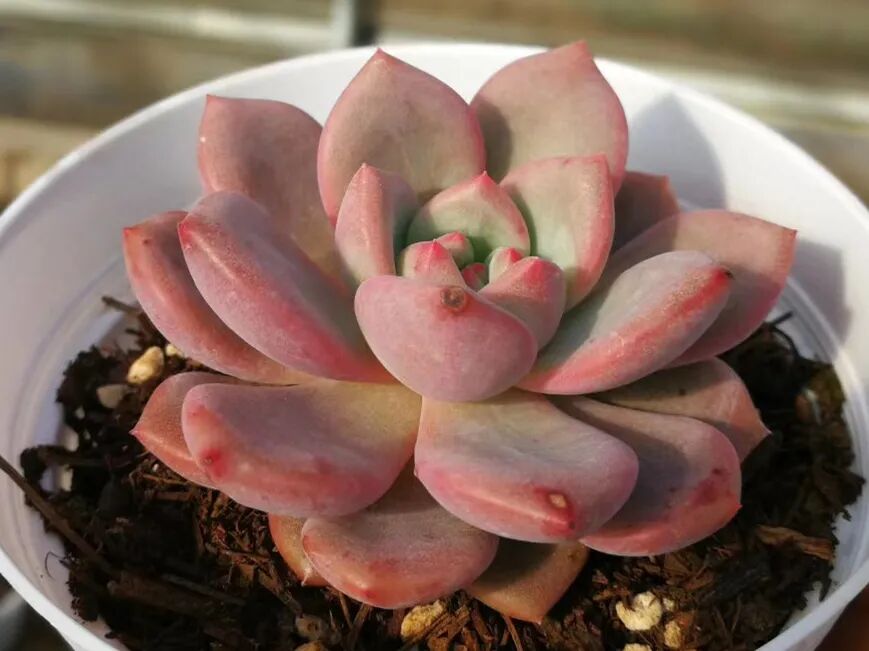 多肉植物品种库 凌雪 缀化no 41 全网搜