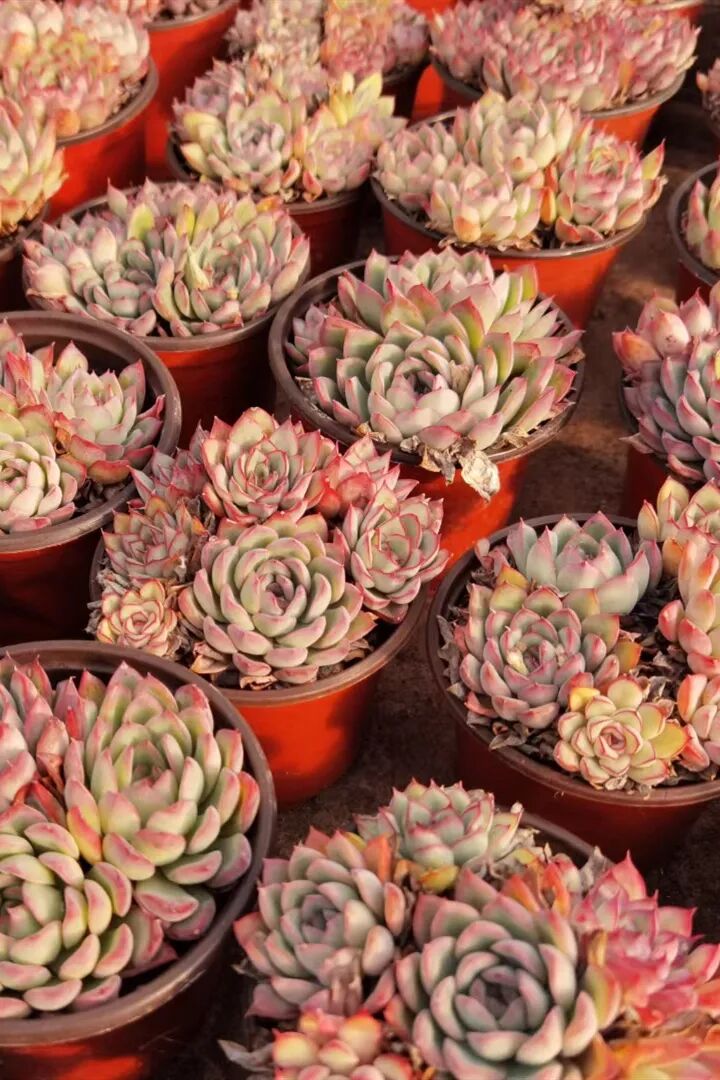 多肉小合集加餐 全网搜