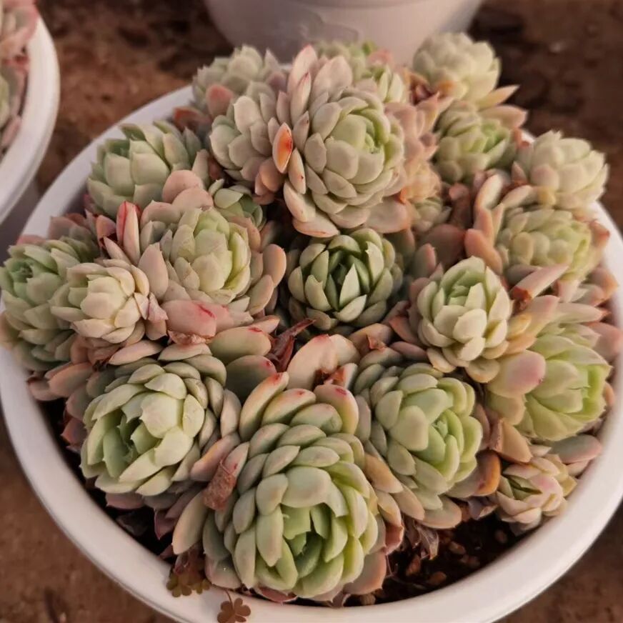 多肉小合集加餐 全网搜