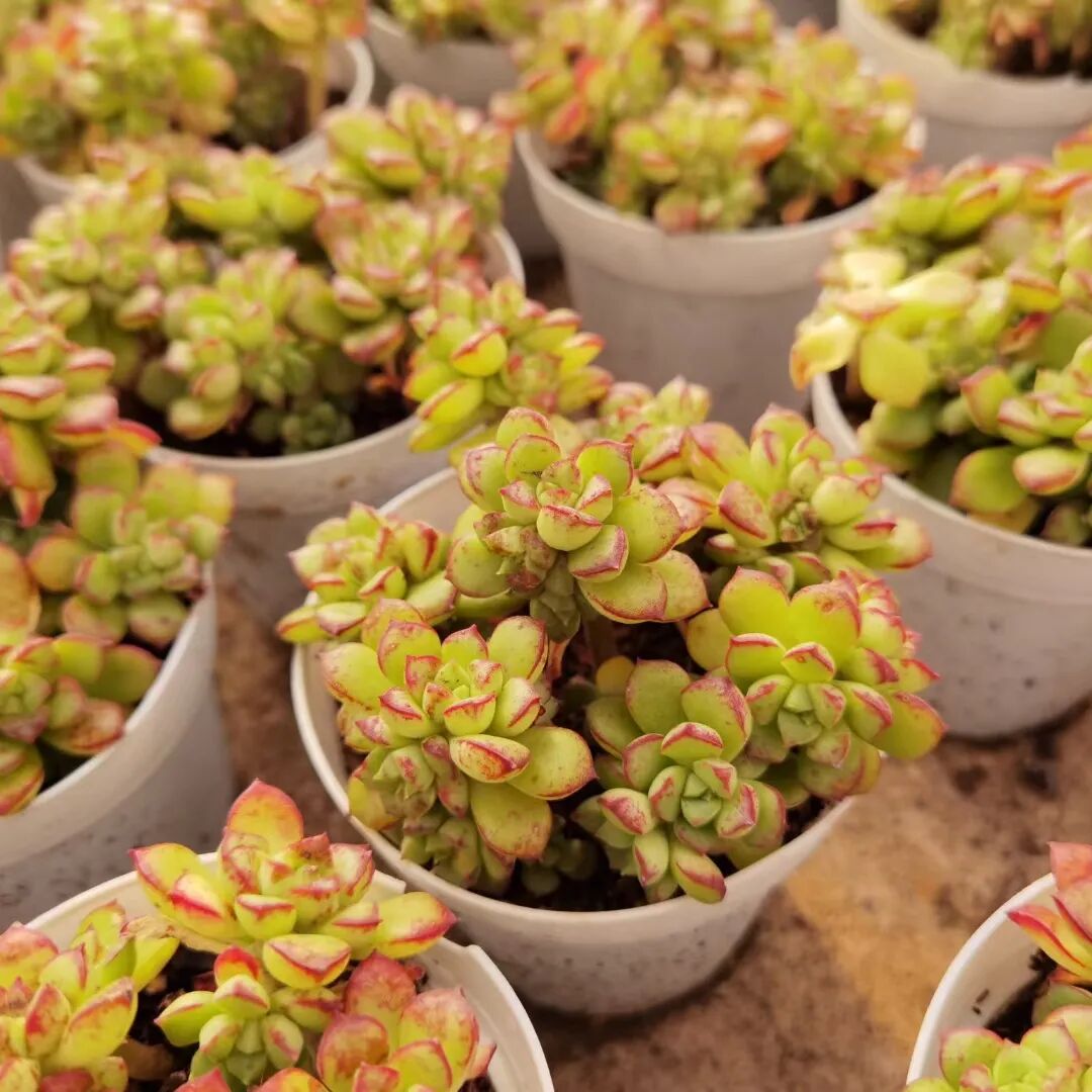 多肉小合集加餐 全网搜