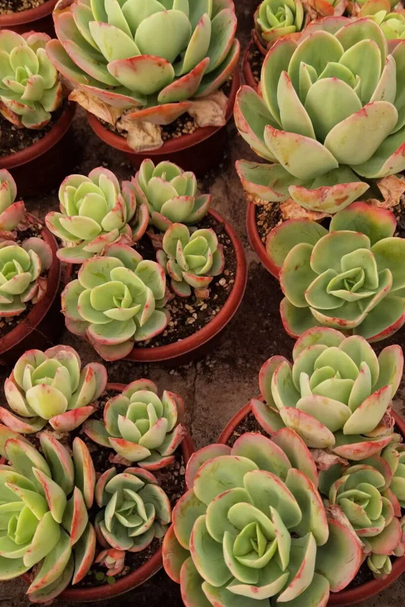 多肉小合集加餐 全网搜