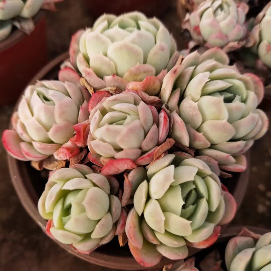 多肉小合集加餐 全网搜