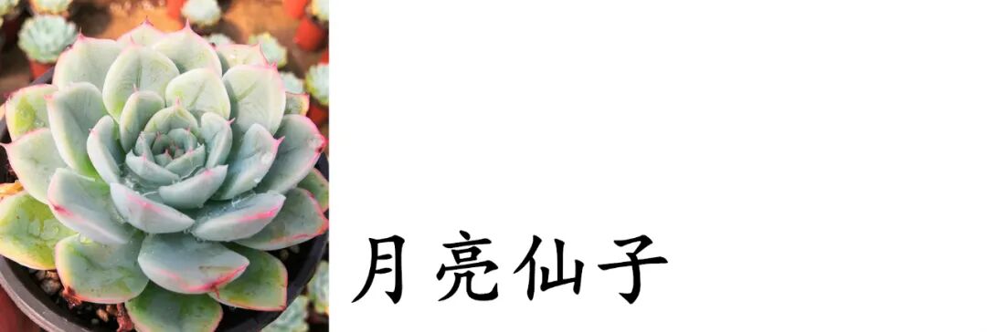 多肉植物品种库 月亮仙子 全网搜