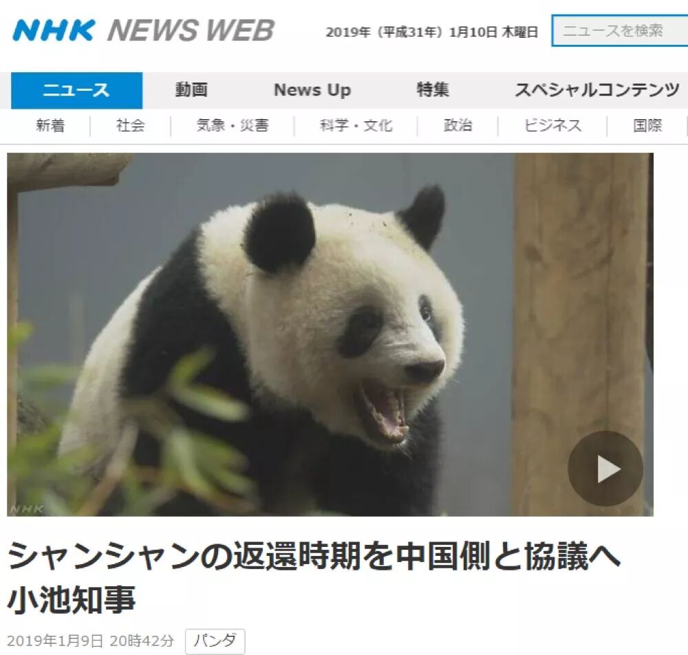 在日本赚足人气的 网红国宝 快回国了 日方却问 能否延期归还 环球时报英文版 微信公众号文章阅读 Wemp