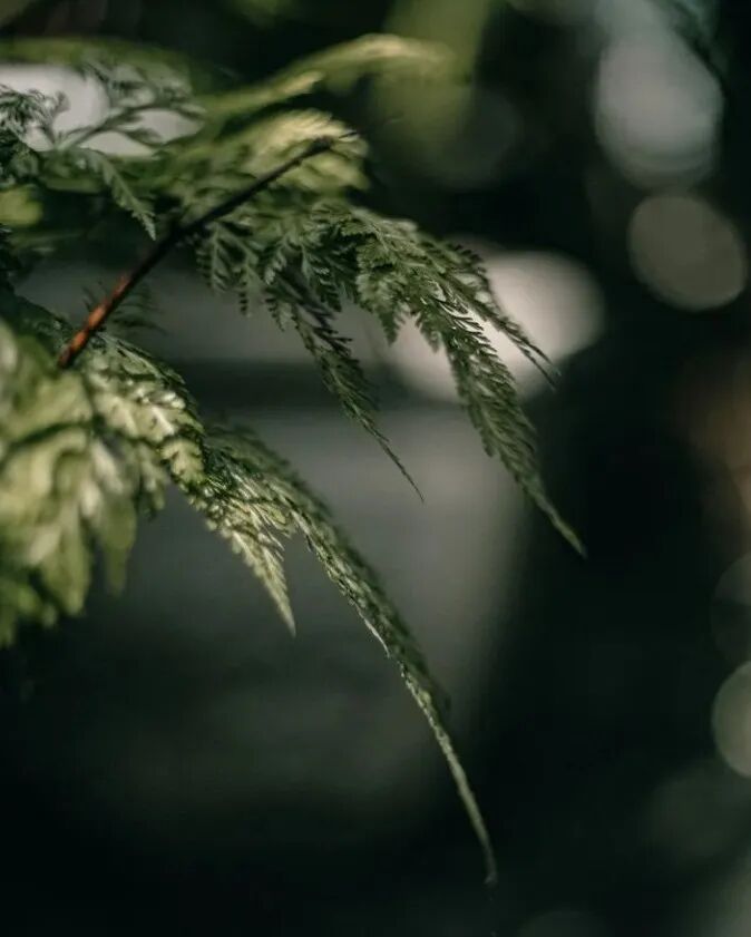 宋氏空间营造高雅的生活氛围createanelegant