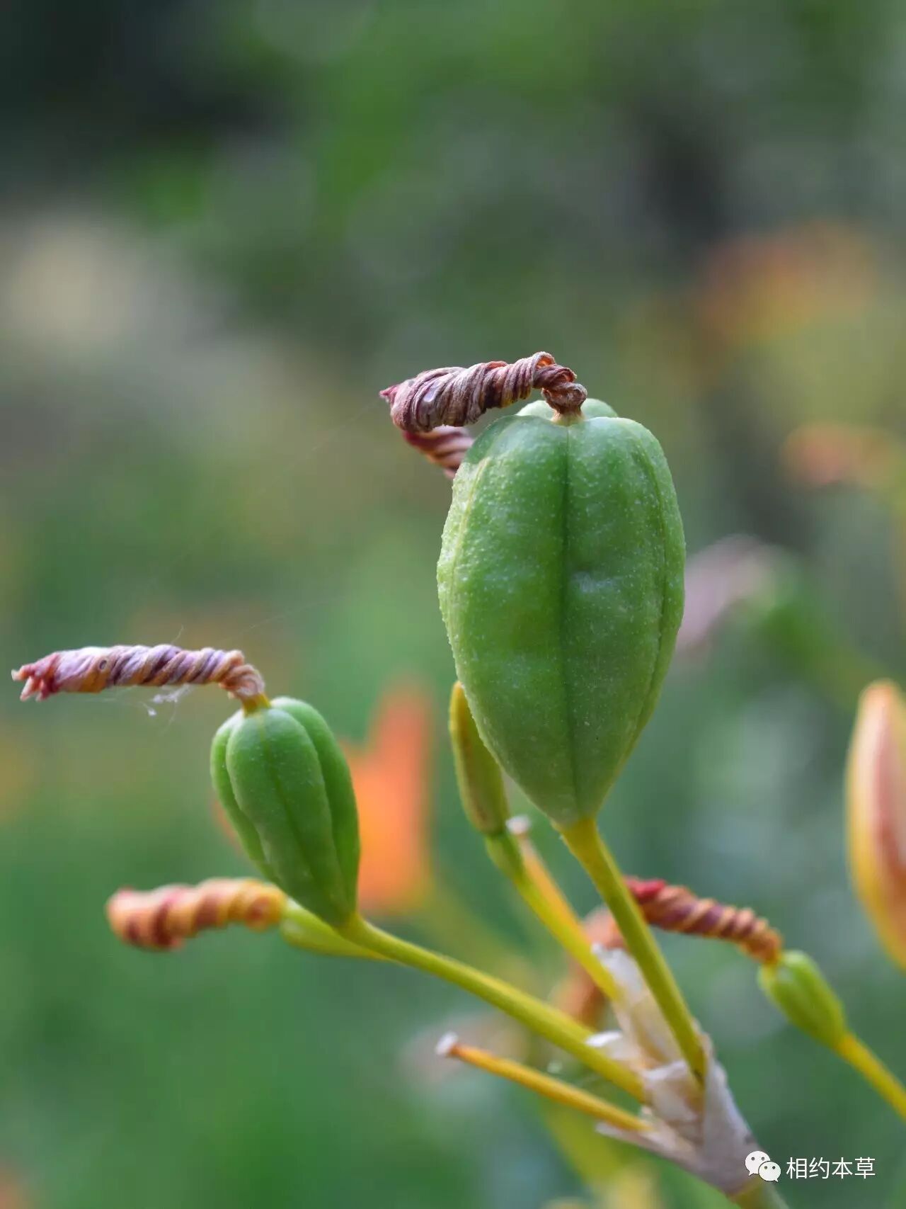 3室,中轴胎座▲成熟果实,果瓣外翻,种子黑紫色◆本草药用射干belam