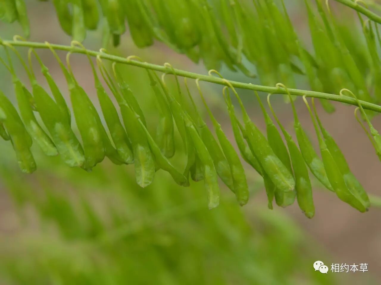 七十二候本草菘蓝