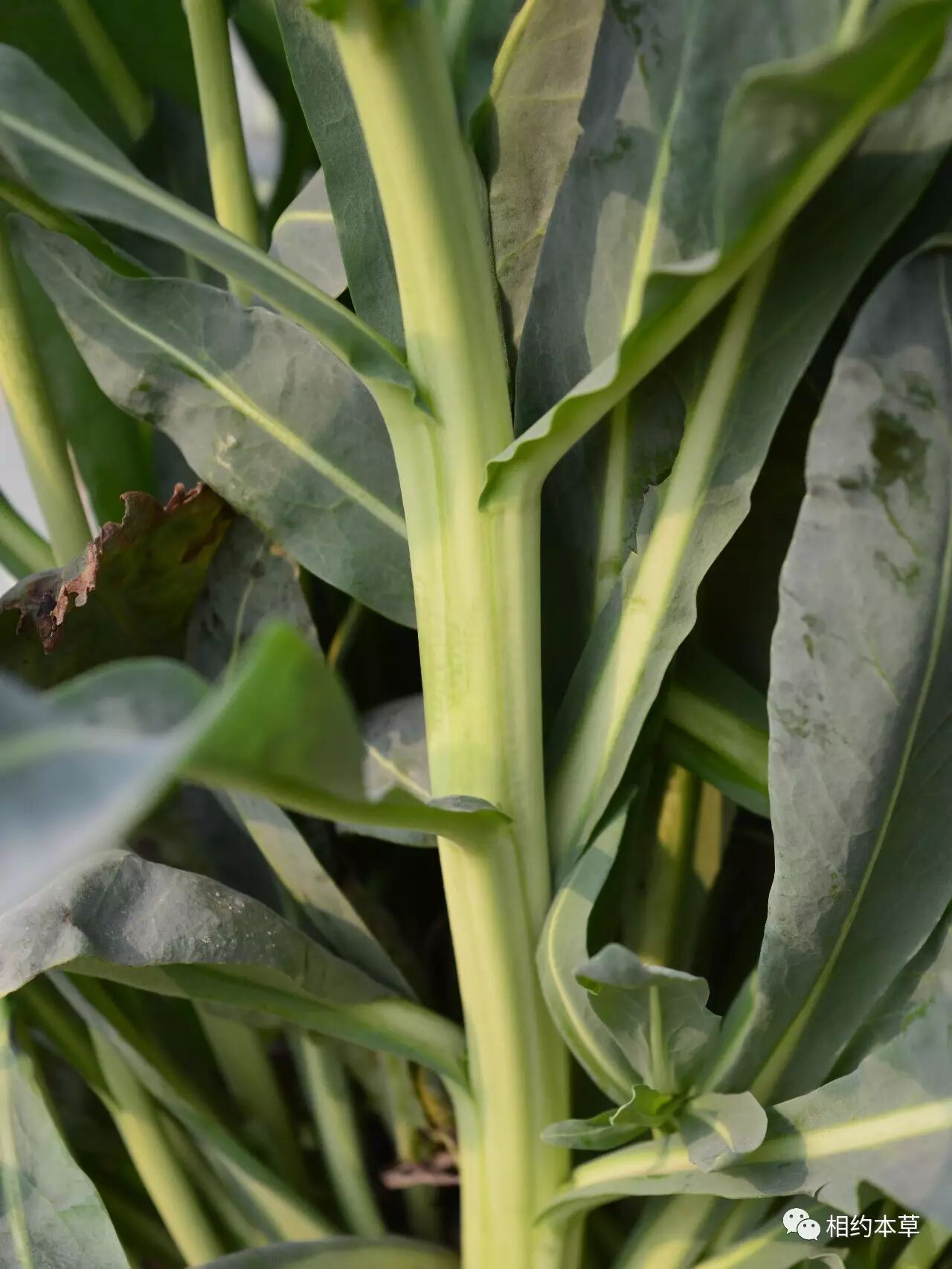 七十二候本草菘蓝