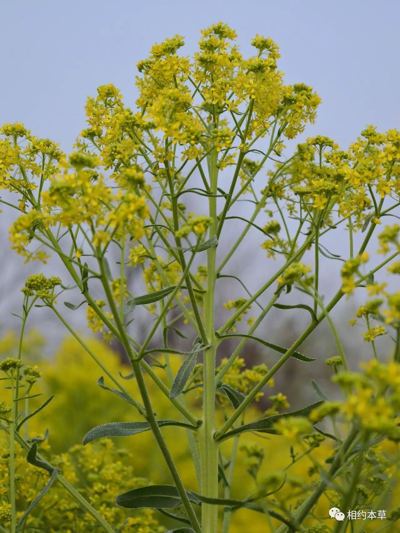 七十二候本草菘蓝