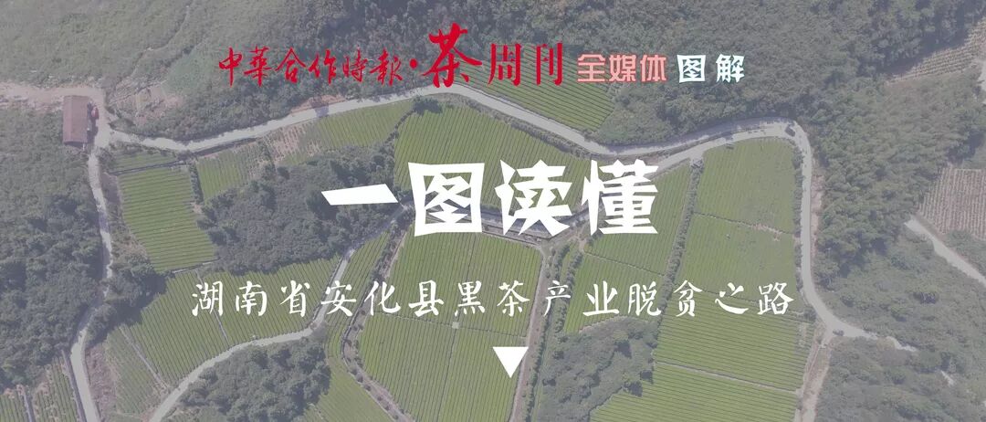【一图读懂 】安化黑茶的前世今生