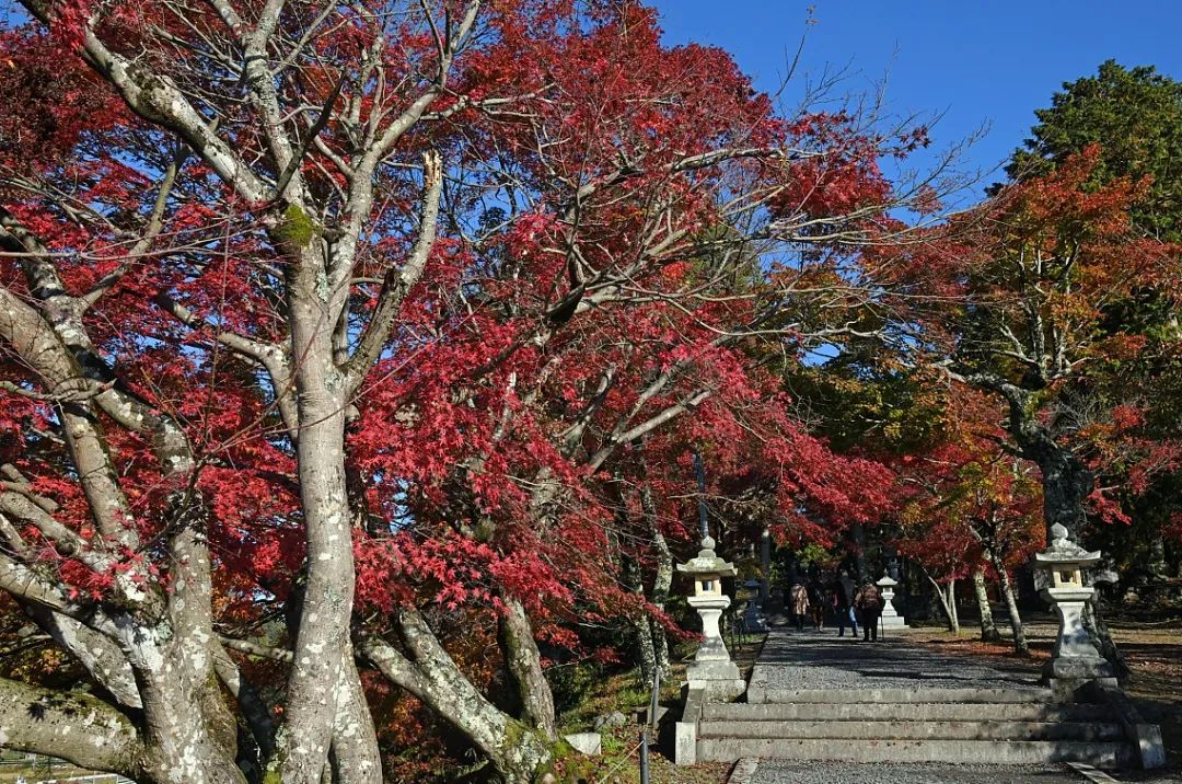 C线 日本琵琶湖红叶摄影观光8天 太阳风旅游 微信公众号文章阅读 Wemp