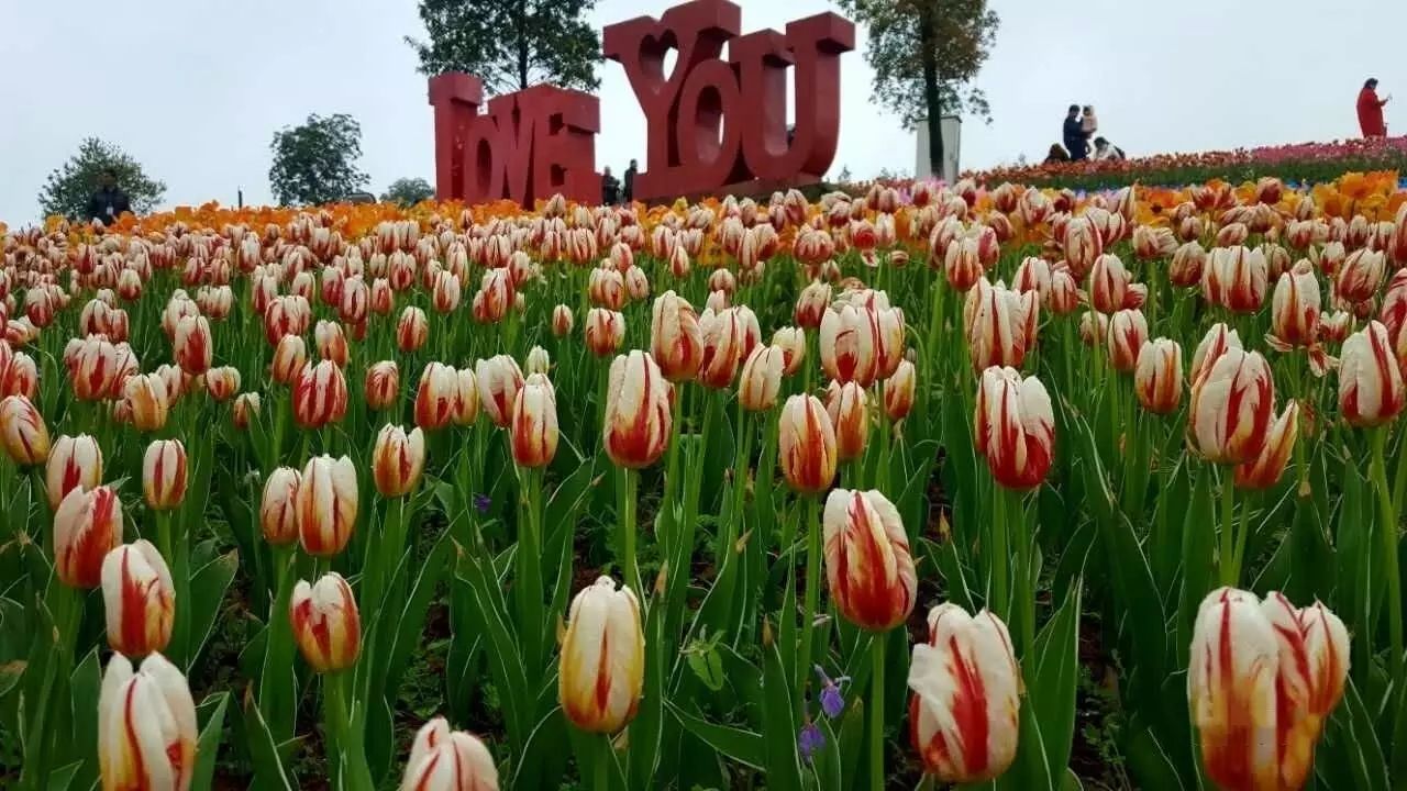 約9:30到達新餘彩色村,遊覽凱光亞熱帶植物園,新餘國家亞熱帶植物園是