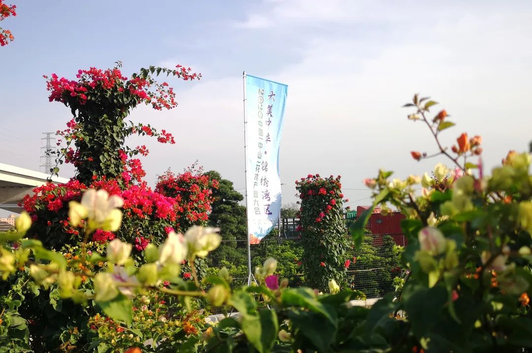 国家级花木盛会明天在中山举行现场美图提前曝光