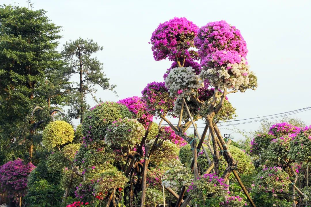 中国第一花木网(中国花木网花木商城)