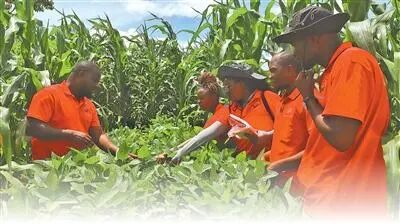 从“一块田”走向“万里原”——中非科技小院首位博士生的农技推广记-中非友好经贸发展工作委员会