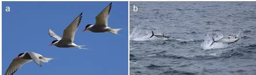 一株蔓藤带来的灵感丨西湖大学吕久安团队《Nat.Commun.》：开发出光控自动循环运动新系统的图1