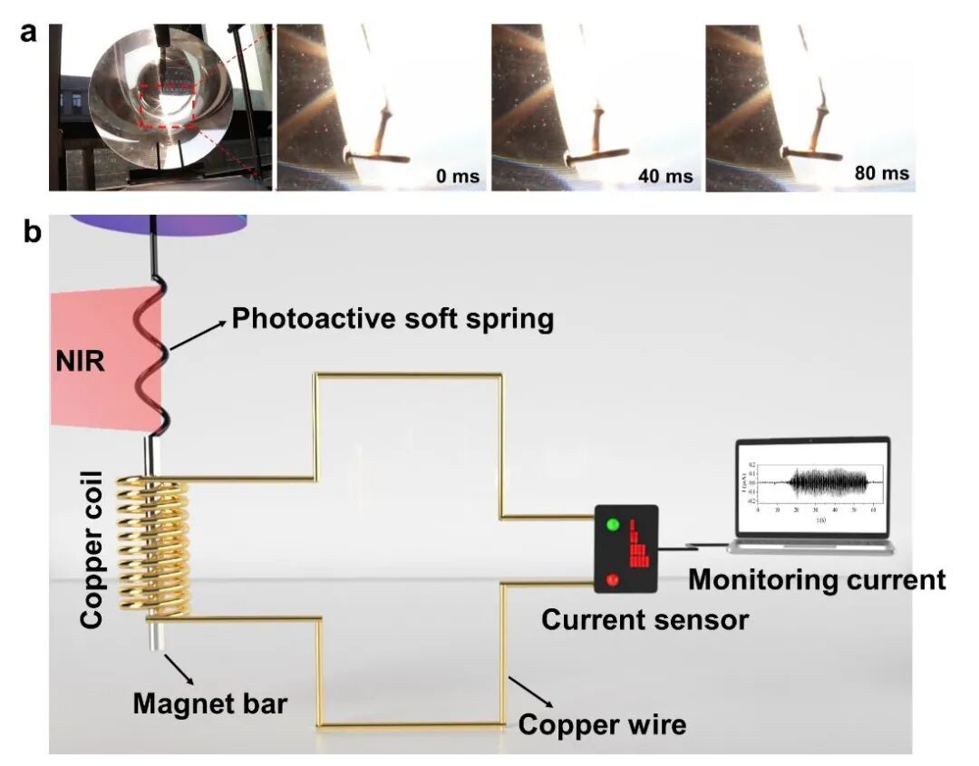 一株蔓藤带来的灵感丨西湖大学吕久安团队《Nat.Commun.》：开发出光控自动循环运动新系统的图5