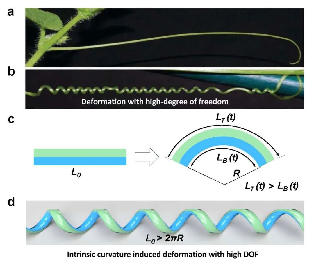 一株蔓藤带来的灵感丨西湖大学吕久安团队《Nat.Commun.》：开发出光控自动循环运动新系统的图3