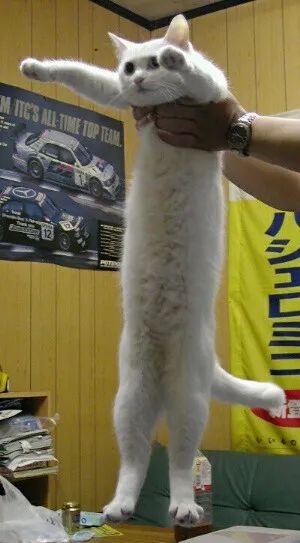 網紅「液體貓」鼻祖Nobiko去世了，享年18歲！ 寵物 第3張